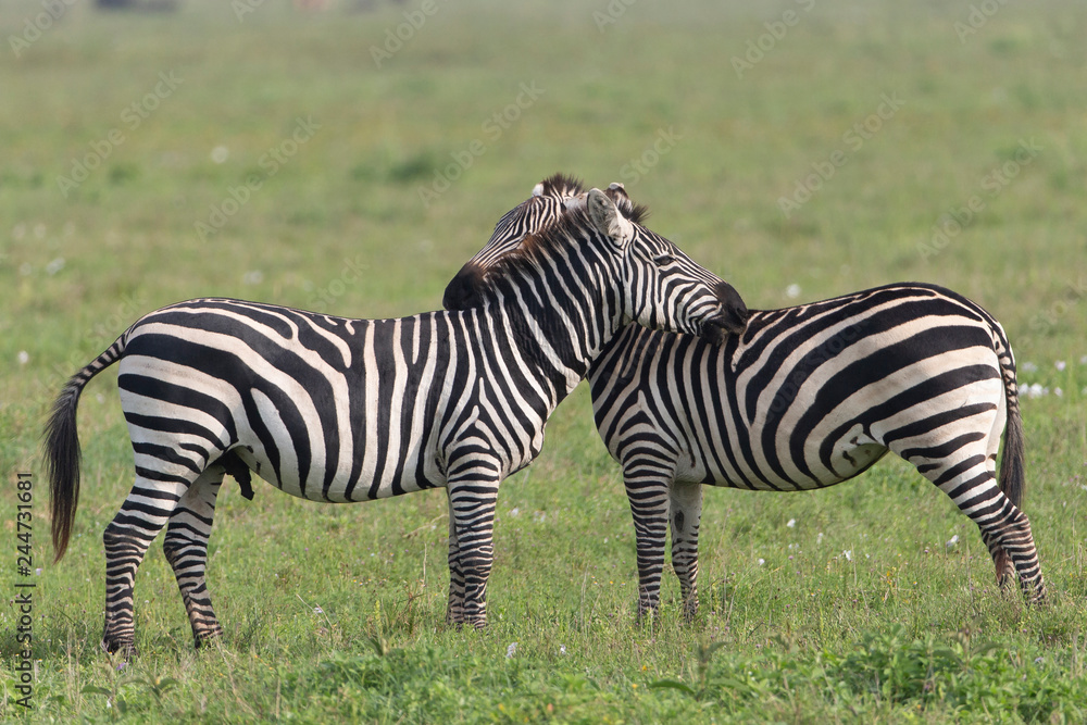 Common Zebra in the Serengeti National Park Common Zebra in the Serengeti National Park