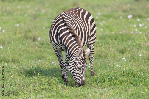 Common Zebra in the Serengeti National Park