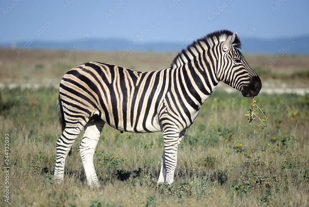 Plains Zebra (Equus burchellii), Africa, Namibia, Oshikoto, Etosha National Park Plains Zebra (Equus burchellii), Africa, Namibia, Oshikoto, Etosha National Park