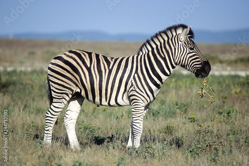 Plains Zebra  Equus burchellii   Africa  Namibia  Oshikoto  Etosha National Park