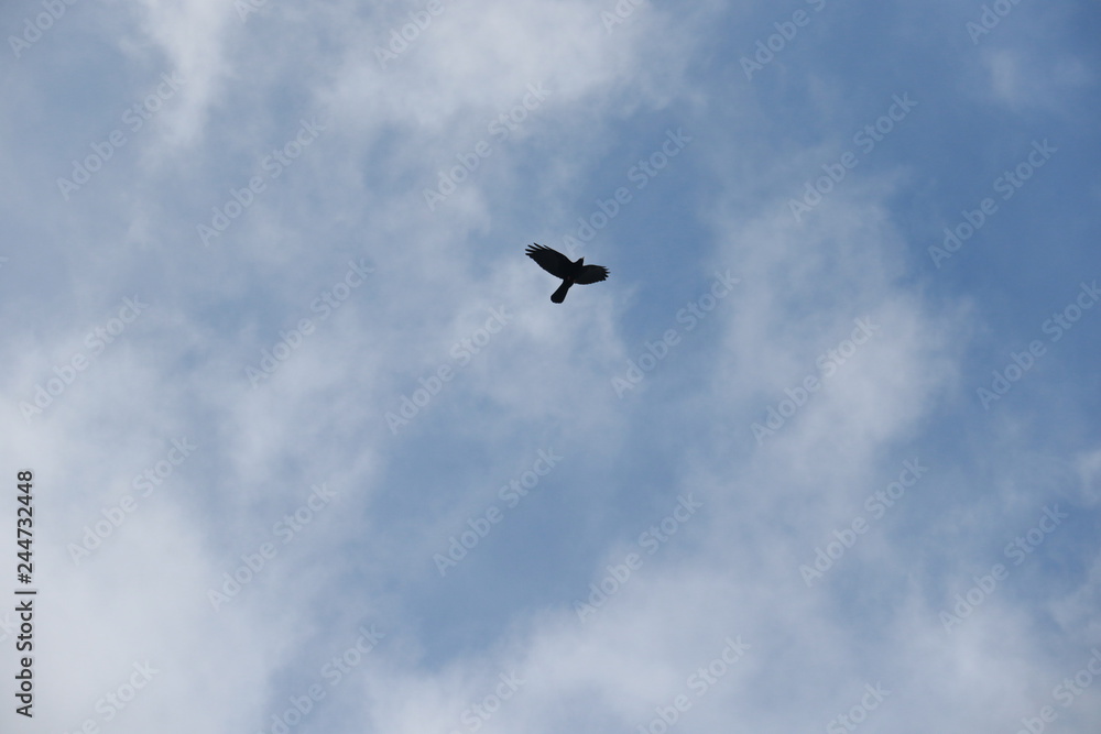 uccelli uccelli