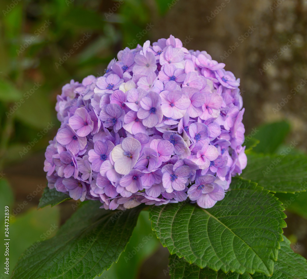 Obraz premium Hydrangea Flower with Leaves