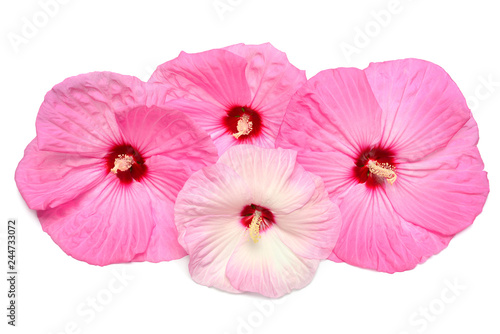 Multicolored hibiscus flowers isolated on white background. Flat lay, top view. Macro, object