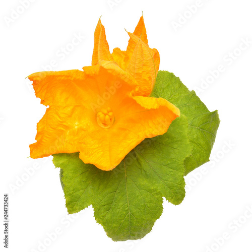 Zucchini flower and leaves isolated on white background. Flat lay, top view