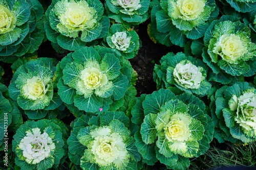 Ornamental Cabbage Mixed in the garden © Jidapa