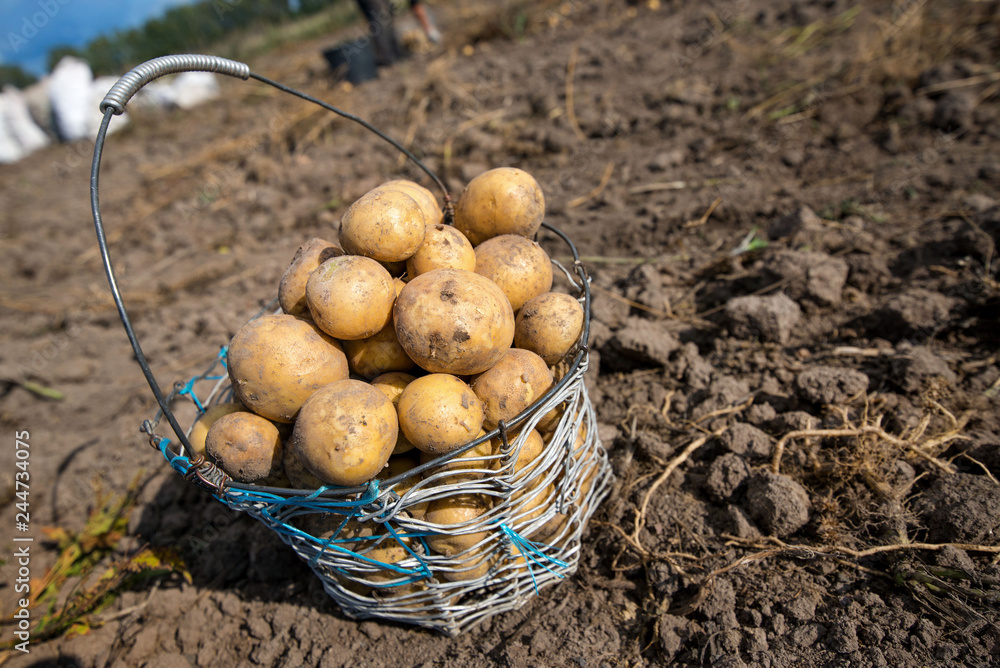 Wired, wicker basket full of freshly dug dirty new potatoes on field, ground during vegetable harvest in autumn. Farmers working on land at countryside, excavate crop of potatoes. Filled sacks. Wired, wicker basket full of freshly dug dirty new potatoes on field, ground during vegetable harvest in autumn. Farmers working on land at countryside, excavate crop of potatoes. Filled sacks.