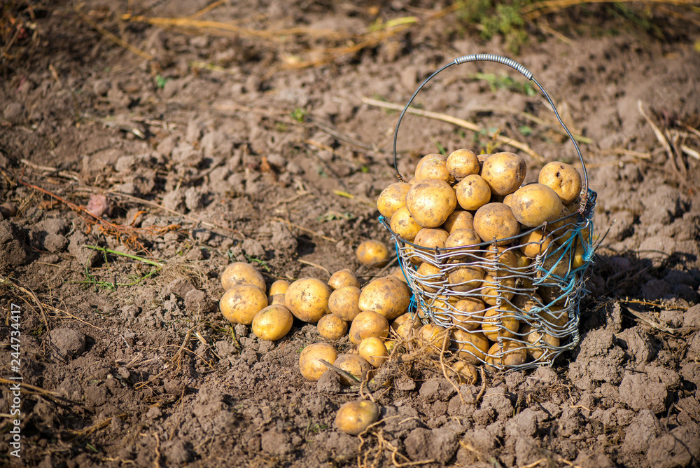 Wired, wicker basket full of freshly dug dirty new potatoes on field, ground during vegetable harvest in autumn. Farmers working on land at countryside, excavate crop of potatoes. Filling sacks Wired, wicker basket full of freshly dug dirty new potatoes on field, ground during vegetable harvest in autumn. Farmers working on land at countryside, excavate crop of potatoes. Filling sacks