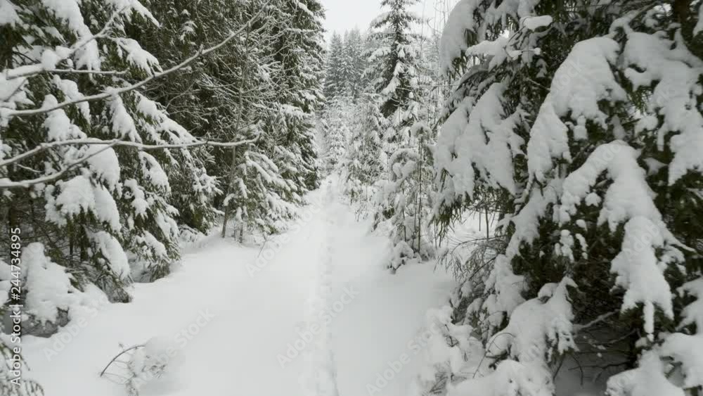 Winter trees under the snow, flying shot in the forest Winter trees under the snow, flying shot in the forest