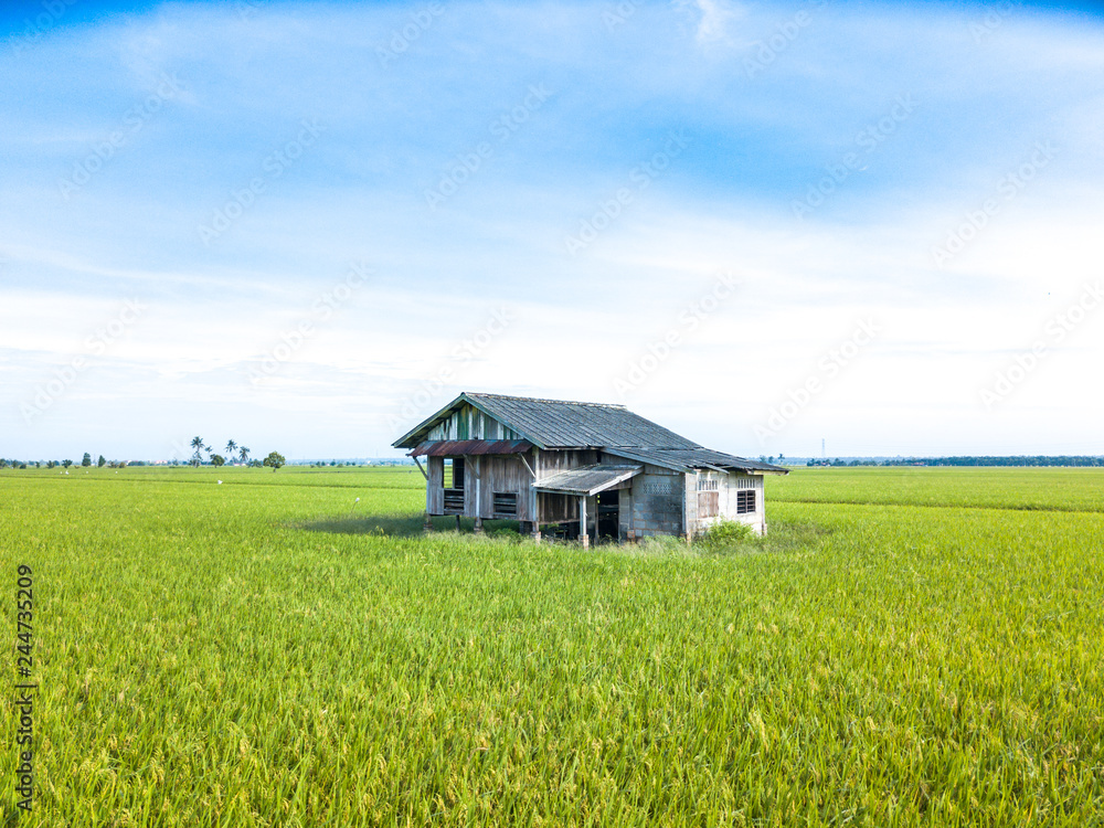 Paddy field with aerial view. Paddy field with aerial view.