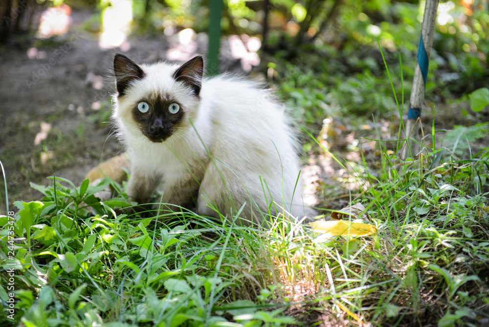 portrait of a beautiful young little kitten outside in the garden on the grass, in green branches portrait of a beautiful young little kitten outside in the garden on the grass, in green branches