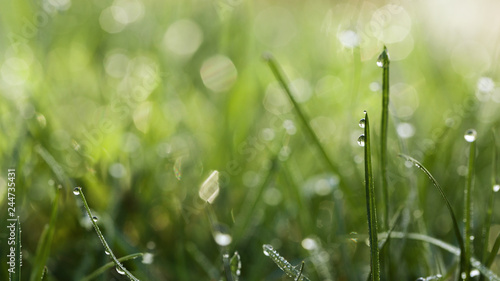 Dew drops on grass blades