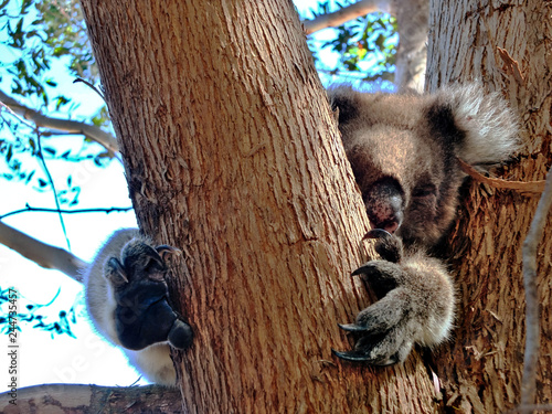 Photography Koala versteckt sich hinter dem Eucalyptus-Baum