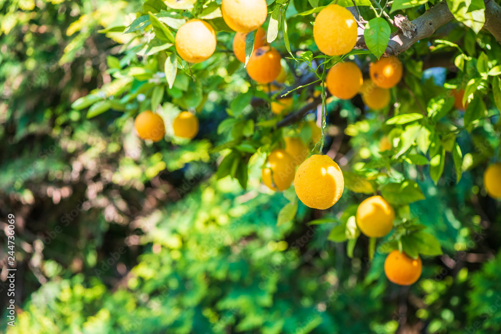 Wunder schöner Zitronen Baum im Garten mit ganzen Zitronen im Sommer zum pflücken