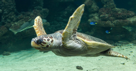 Sierkussen Schildpad Duikende onechte karetschildpad onderwater  © Henner Damke