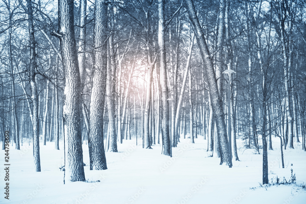 Winter nature background. Winter nature background.
