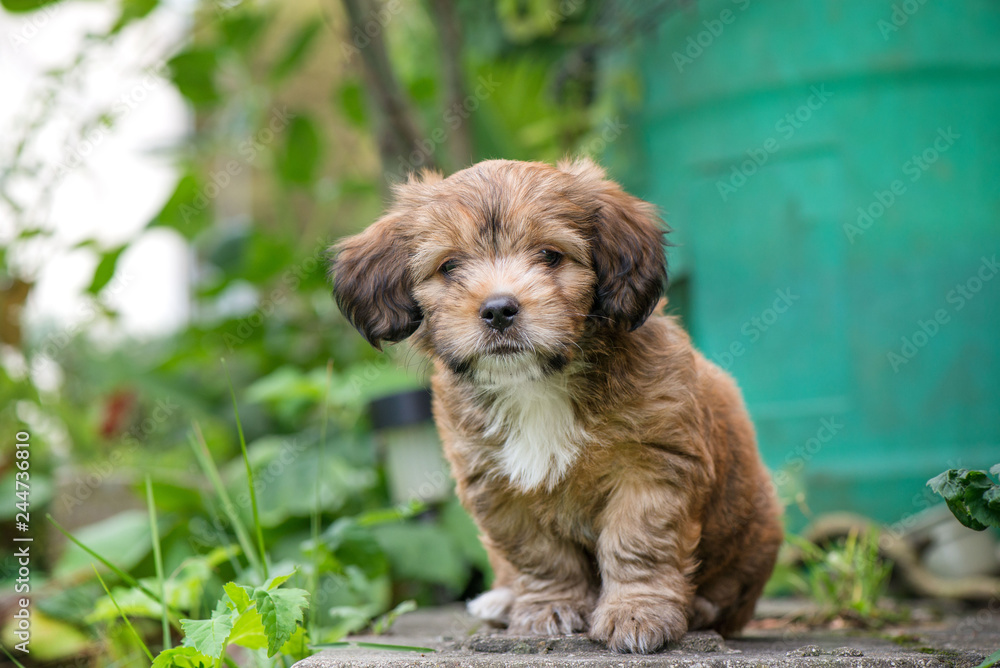 Little, lovely, fluffy, cute brown puppy is left alone on at home garden. Concept of abandoned domestic animals and pets. Curious, obedient dog. Concept of discovering the world, everything is new Little, lovely, fluffy, cute brown puppy is left alone on at home garden. Concept of abandoned domestic animals and pets. Curious, obedient dog. Concept of discovering the world, everything is new