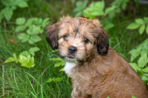 Little, lovely, fluffy, cute brown puppy is left alone on at home garden. Concept of abandoned domestic animals and pets. Curious, obedient dog. Concept of discovering the world, everything is new