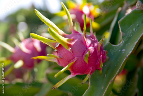 Dragon fruit, hylocereus, hylocereus from Thailand country