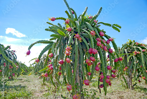 Dragon fruit, hylocereus, Dragon fruit from Thailand country