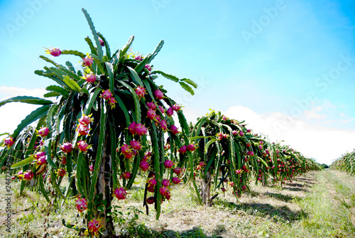 Dragon fruit, hylocereus, Dragon fruit from Thailand country