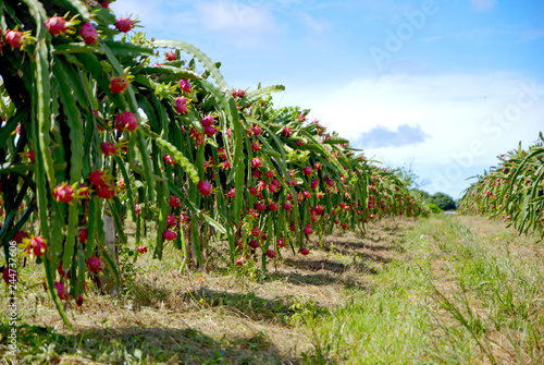 Dragon fruit, hylocereus, Dragon fruit from Thailand country