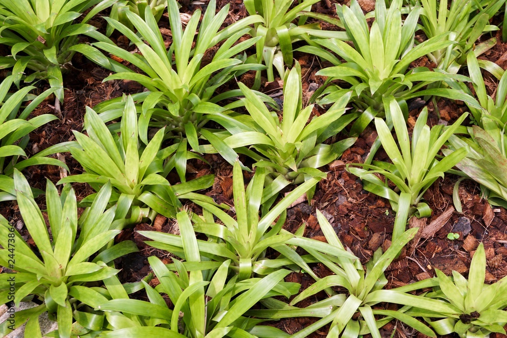 Obraz premium aechmea fasciata plant in nature garden
