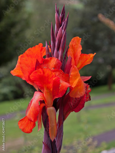 Red Canna Lily ( Canna ) starting to flower in late summer in UK