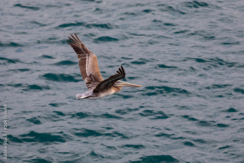 Brown Pelican Bird (Pelecanus occidentalis) in flight over the Pacific Ocean in La Jolla Beach, San Diego, California Brown Pelican Bird (Pelecanus occidentalis) in flight over the Pacific Ocean in La Jolla Beach, San Diego, California