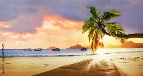 Fototapeta Naklejka Na Ścianę i Meble -  Tropical Palm Tree in the Sunshine. Paradise Island in the Ocean