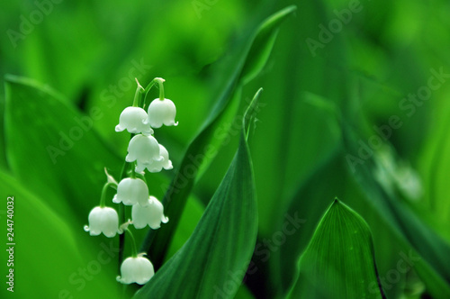 Lily of the valley flowers on a background of green leaves. background