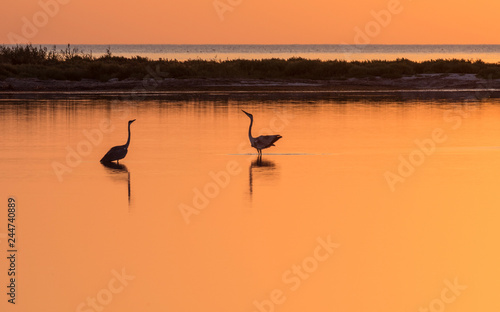 Two herons stand in the water of the bay against the backdrop of the sea sunset.