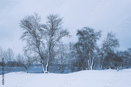 Wallpaper Mural Winter landscape - forest snowy winter trees in cloudy winter weather Torontodigital.ca