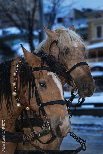 Fototapeta Naklejka Na Ścianę i Meble -  horse face close-up