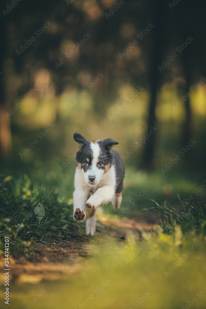 running dog