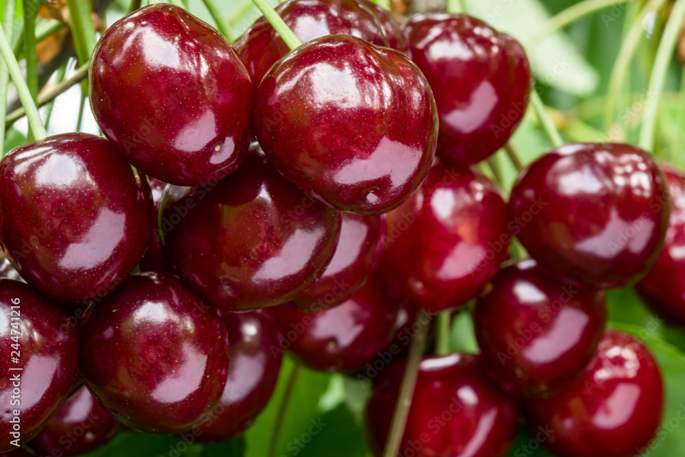 Bunch of ripe red cherries on a branch. Selective focus. Bunch of ripe red cherries on a branch. Selective focus.