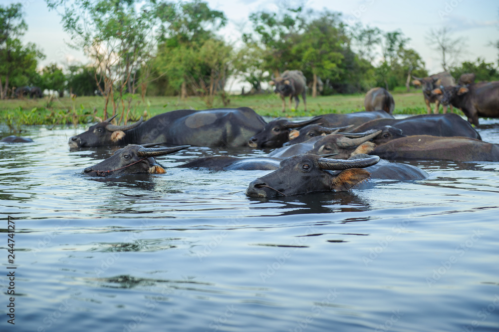 Fototapeta premium Buffaloes are playing water during the evening on the island of the Nong Han lake , tourist attraction at Sakon Nakhon province in thailand