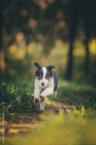 running dog