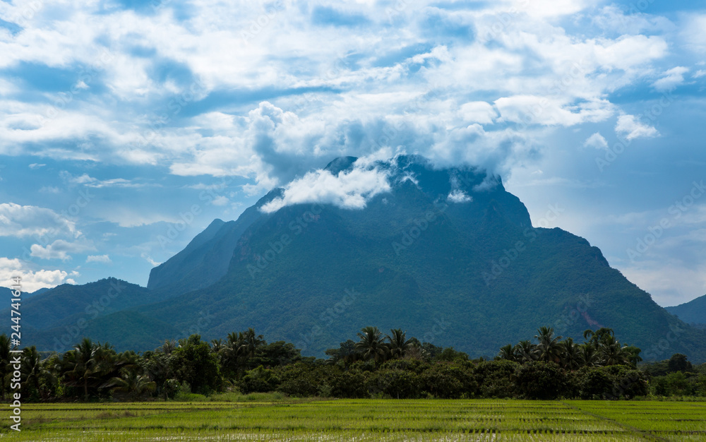 Naklejka premium Rice fields and Chiang Dao mountains in Chiang Mai Thailand