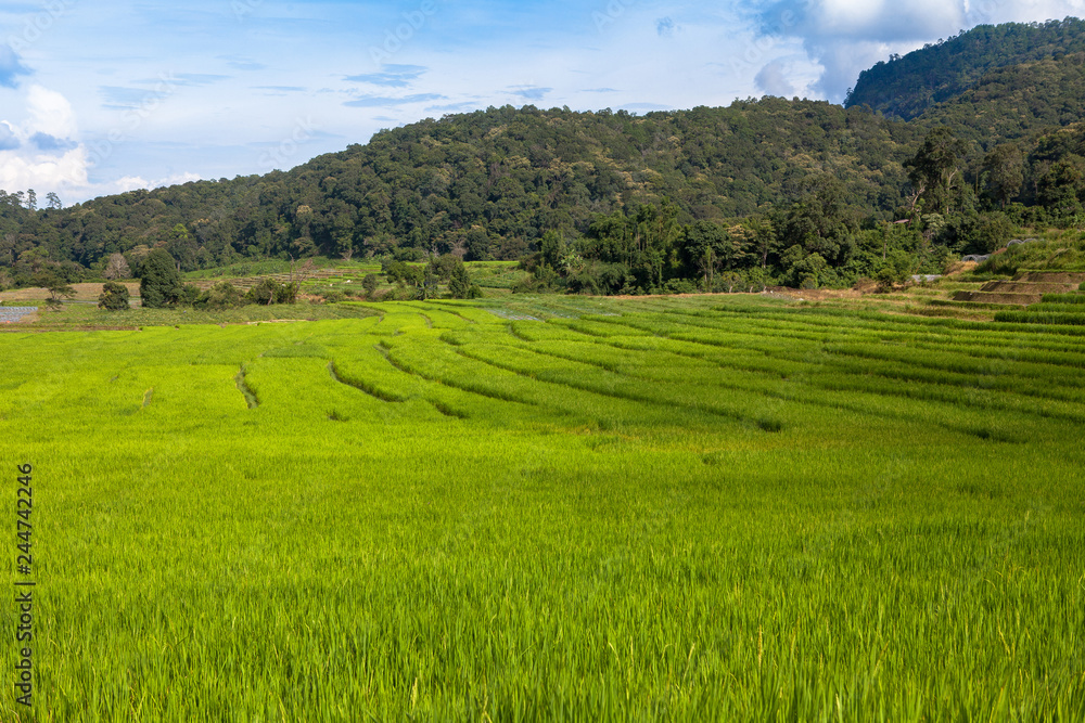 Green Rice Field with Mountains Background under Blue Sky,in Mae Klang Luang ,Chiang Mai, Thailand