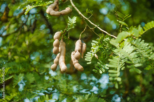 tamarind fruits on tree