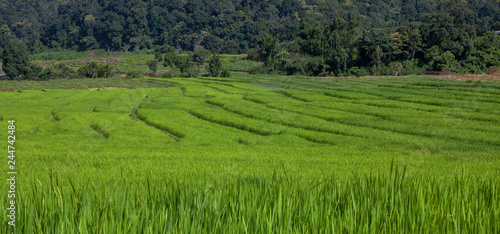 Green Rice Field with Mountains Background under Blue Sky in Mae Klang Luang  Chiang Mai  Thailand