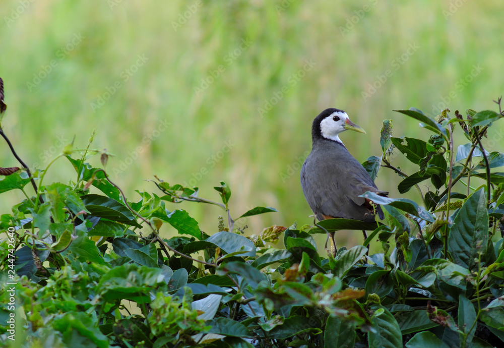 Birds in nature are walking comfortably.
Birds in nature are walking comfortably.