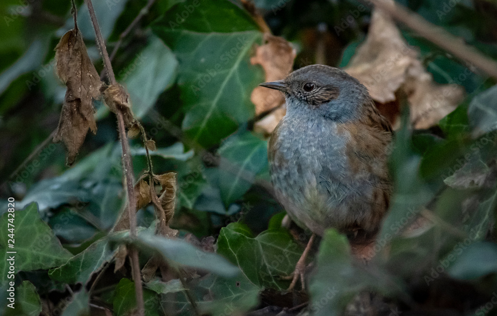 Dunnock in the undergrowth Dunnock in the undergrowth