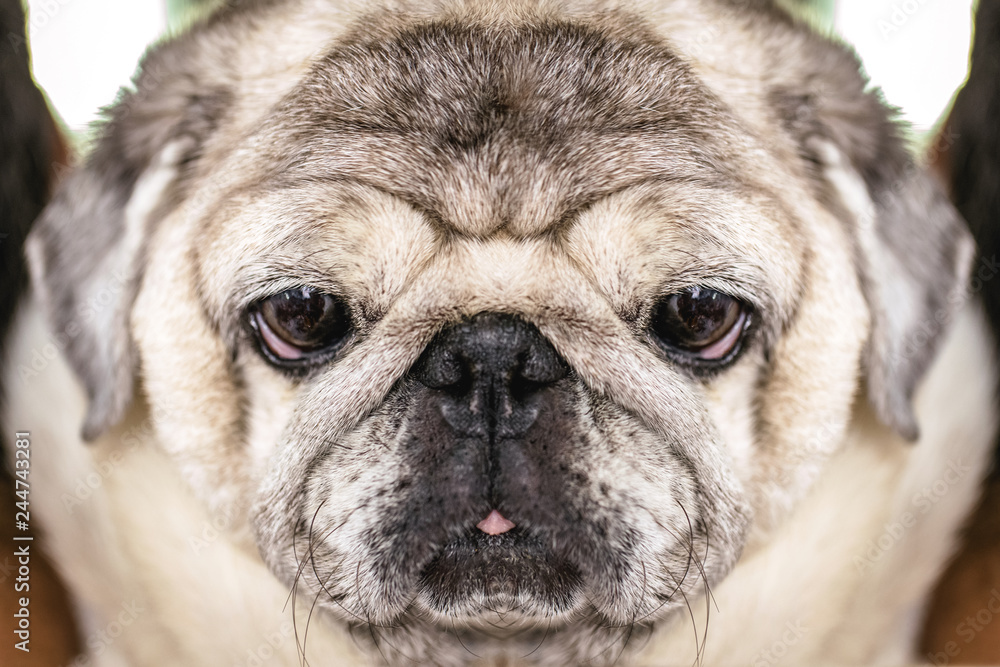 Foto de Close-up of a Pug dog's face. Fat dog with many wrinkles on his face.  Dog with funny face. Background image for humor, overweight dog. Headshot  photo. do Stock | Adobe