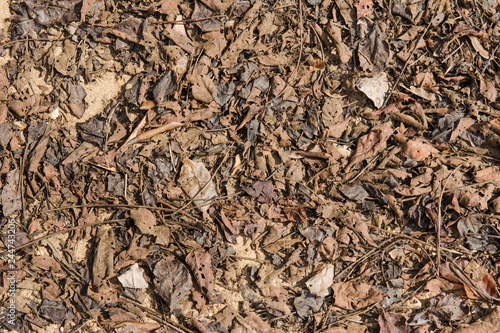 dead leaves or dry leafs on ground