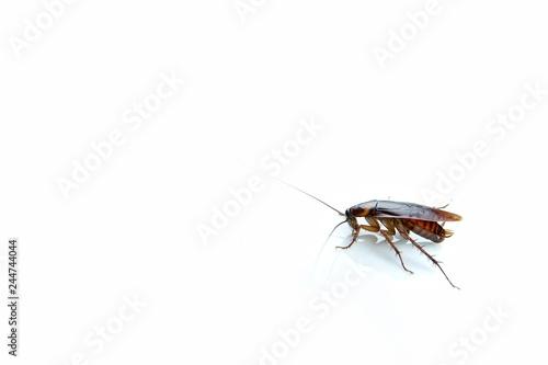 Cockroaches carry diseases to human. Isolated on the white background.Chemical treatment and protection against termite, cockroach, flea, agricultural pests.Pest control concept. © Poh Smith