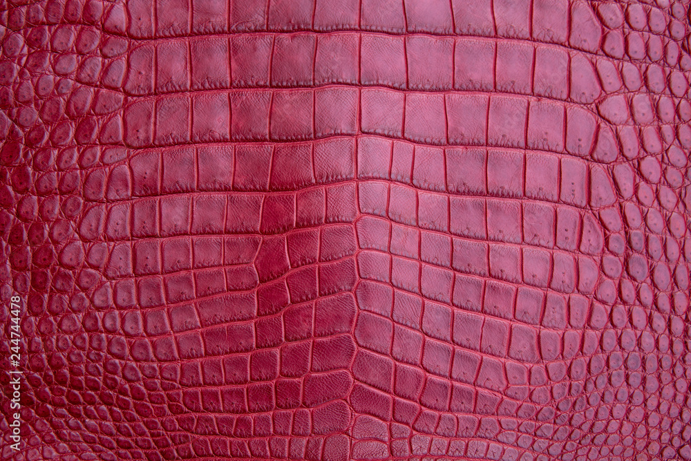 Close up of red burgundy Crocodile,Alligator belly skin texture use for  wallpaper background.Luxury Design pattern for Business and Fashion. Stock  Photo