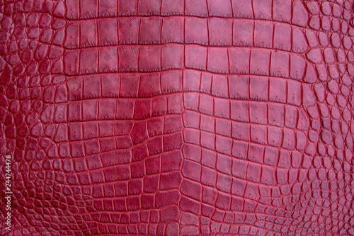 Close up of red burgundy Crocodile Alligator belly skin texture use for wallpaper background.Luxury Design pattern for Business and Fashion.