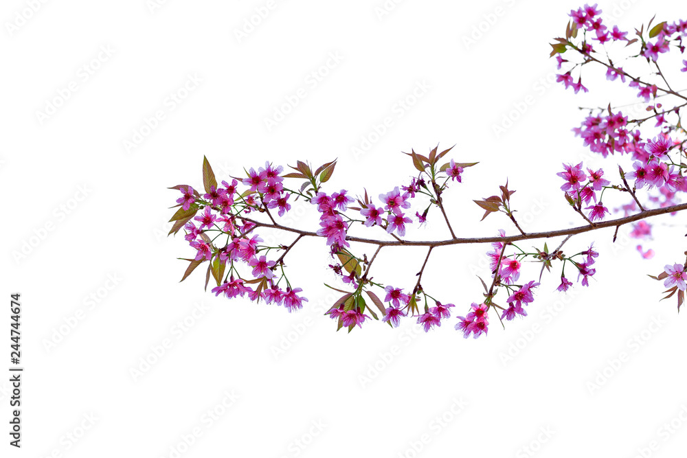 Fototapeta premium Isolated cherry blossoms on white background