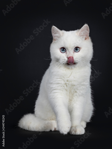Cute red silver shaded cameo point British Shorthair sitting facing front, looking to the camera with blue eyes and tongue out licking his nose, Isolated on black background.